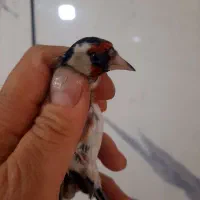 سهره|پرنده|ملارد, |دیوار