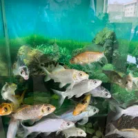 ماهی کوی ۲۴ عدد