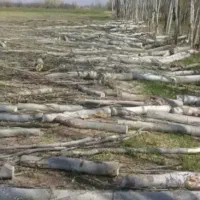 خرید انواع چوب تر و خشک میلانی|خدمات باغبانی و درختکاری|چالدران, |دیوار