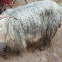 بز ماده|حیوانات مزرعه|شوشتر, |دیوار