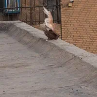 یجفت دم سفید زرد وسرخ خال مشکی|پرنده|پاکدشت, پاکدشت (مامازند)|دیوار