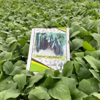 (نشاء گوجه بادمجان)|خدمات باغبانی و درختکاری|جیرفت, |دیوار