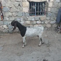 یکراسبزپاکستانی|حیوانات مزرعه|ایلام, |دیوار