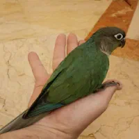 1عدد گرینچیک تراکوییس 2 عدد گیرینچیک نرمال همگی نر