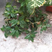 گل اپارتمانی|گل و گیاه طبیعی|کرمانشاه, |دیوار