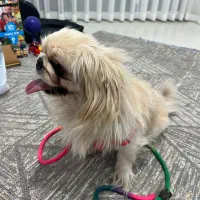 پکینز امپریال مفت فقط امشب ۲