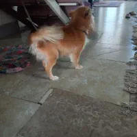 فروش سگ|سگ|رفسنجان, |دیوار