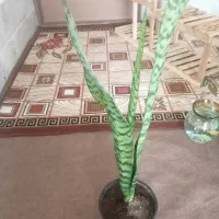 گل زینتی طبیعی