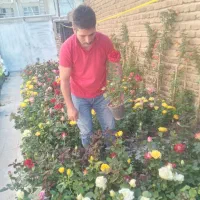 گل برای همشهریان گلم