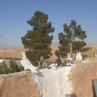 کبوتر ساده هوایی|پرنده|مشهد, سیس‌آباد|دیوار