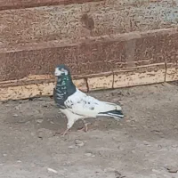 کفتر پرشی|پرنده|فاروج, |دیوار