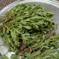 سبزی خرفه