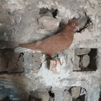 کبوتر|پرنده|شوشتر, |دیوار