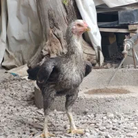 دو عدد مرغ لاری