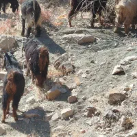 بزغاله نر فروشی