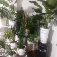 گلدان|گل و گیاه طبیعی|شیراز, شهرک مهدیه|دیوار