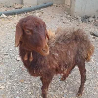 بره بره‌شیری میش بز بزغاله