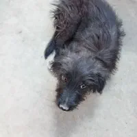 سگ پا کوتاه