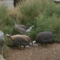 مرغ شاخدار و تخم نطفه دار