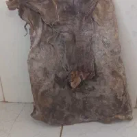 پوست گوسفند -(مشک)