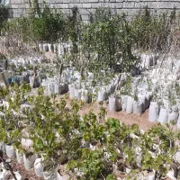 فروش انواع انگور خارجی وایرانی و انواع نهال