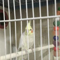 ۲ جفت عروس هلندی سر حال و مولد در حال تخم گذاری|پرنده|مشهد, جاهد شهر|دیوار