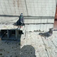 شهری|پرنده|شیراز, دست خضر|دیوار