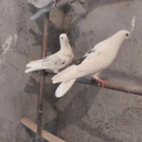 کفترپرشی