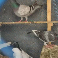 تعدادی کبوتر غریب|پرنده|مشهد, امیرآباد|دیوار