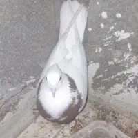 پوللازم|پرنده|بروجن, |دیوار