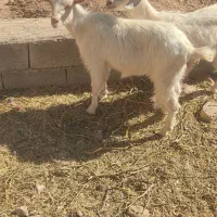 دو عدد بزغاله سانن|حیوانات مزرعه|قائن, |دیوار