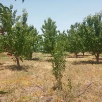 فروش باغ زیبا در روستای ساربانک قزوین