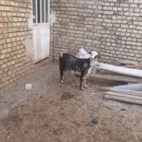 بزفرانسوی|حیوانات مزرعه|اراک, |دیوار