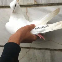 جفت خوشونه و جفت گرده دار لون