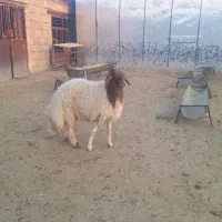 بره قوچی|حیوانات مزرعه|آبدانان, |دیوار