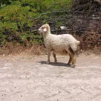 بره ماده
