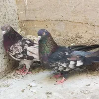 کفتر کبوتر سرور زرهی سبز چونه دم سفید پرشی