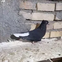 کبوتر دمسفید ماده