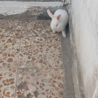 خرگوش