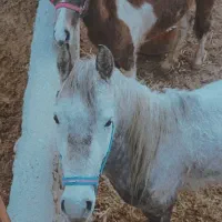 دزدیده شده