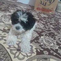 سگ پاکوتاه شیتزو