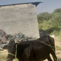 گاو|حیوانات مزرعه|قلعه گنج, |دیوار