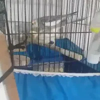 عروس هلندی جفت