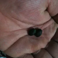 مهره تضمینی