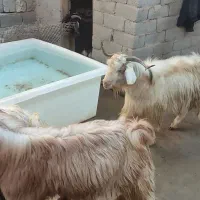 تعداد 100راس بزغاله درجه یک جفتی 17000000|حیوانات مزرعه|هشترود, |دیوار