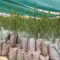 نهالستان گردو ونهال بادام‌گلدانی دیرگل پربار پالیز