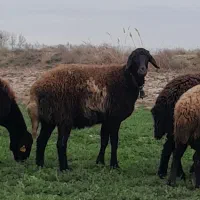 کاور همو