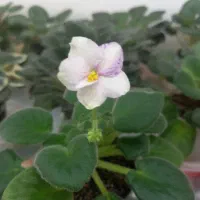 گل سفید و صورتی