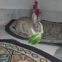 خرگوش نر ۸ ماهه