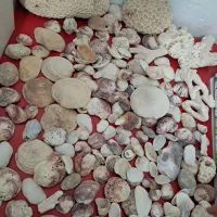 صدف بزرگ وکوچک برای آکواریوم۵۰۰